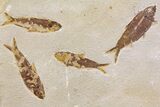 Fossil Fish (Knightia) Multiple Plate - Wyoming #144182-1